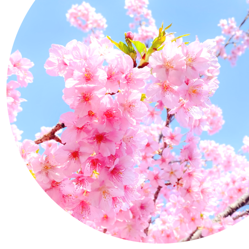 ガイダンス桜