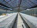 ビニールハウス内での水耕栽培の様子