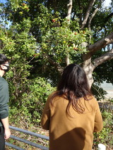 飾りを探しながら散歩している様子