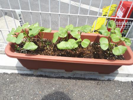 発芽している棉の様子 発芽している棉の様子