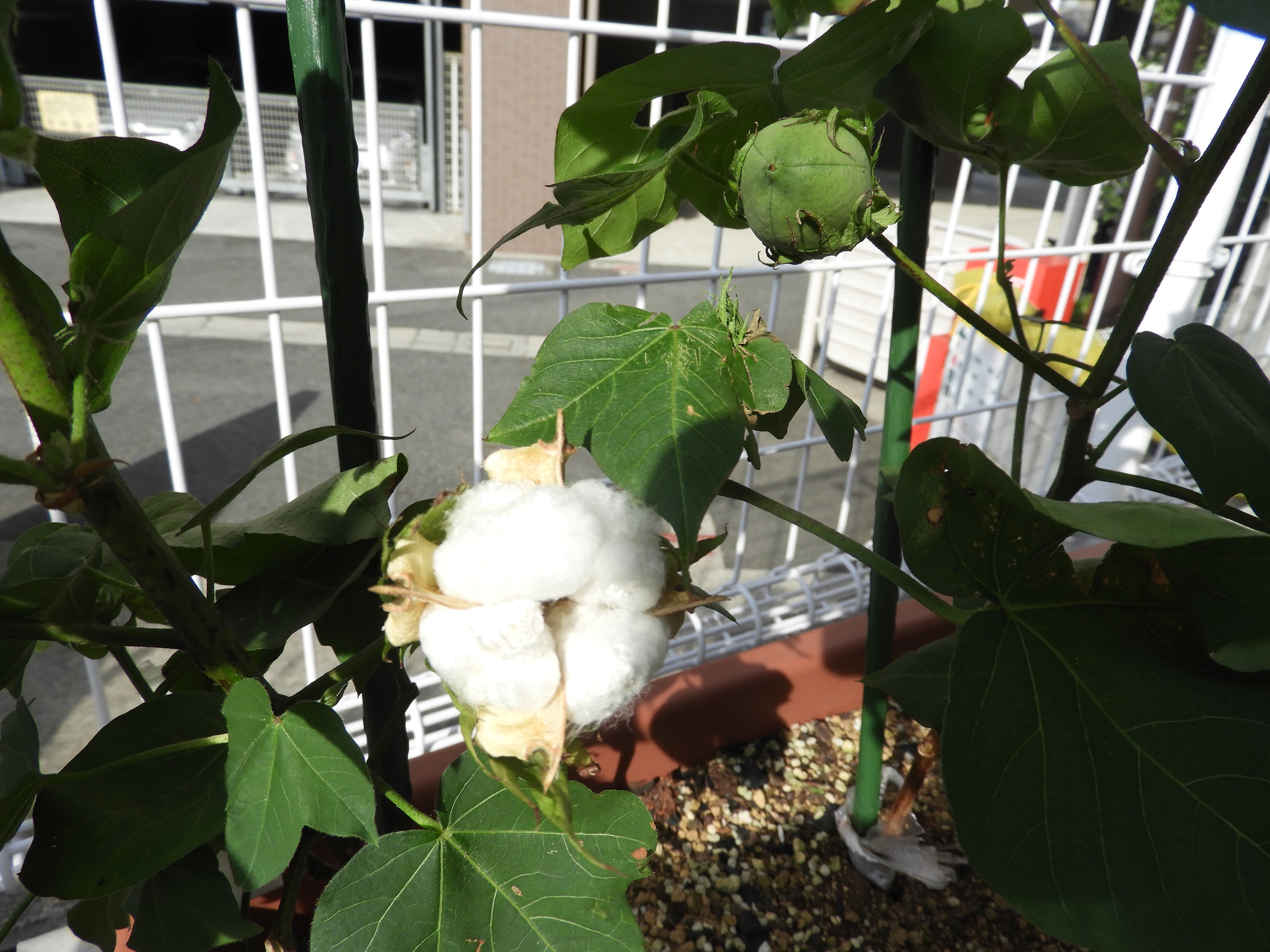 成長した棉 成長した棉