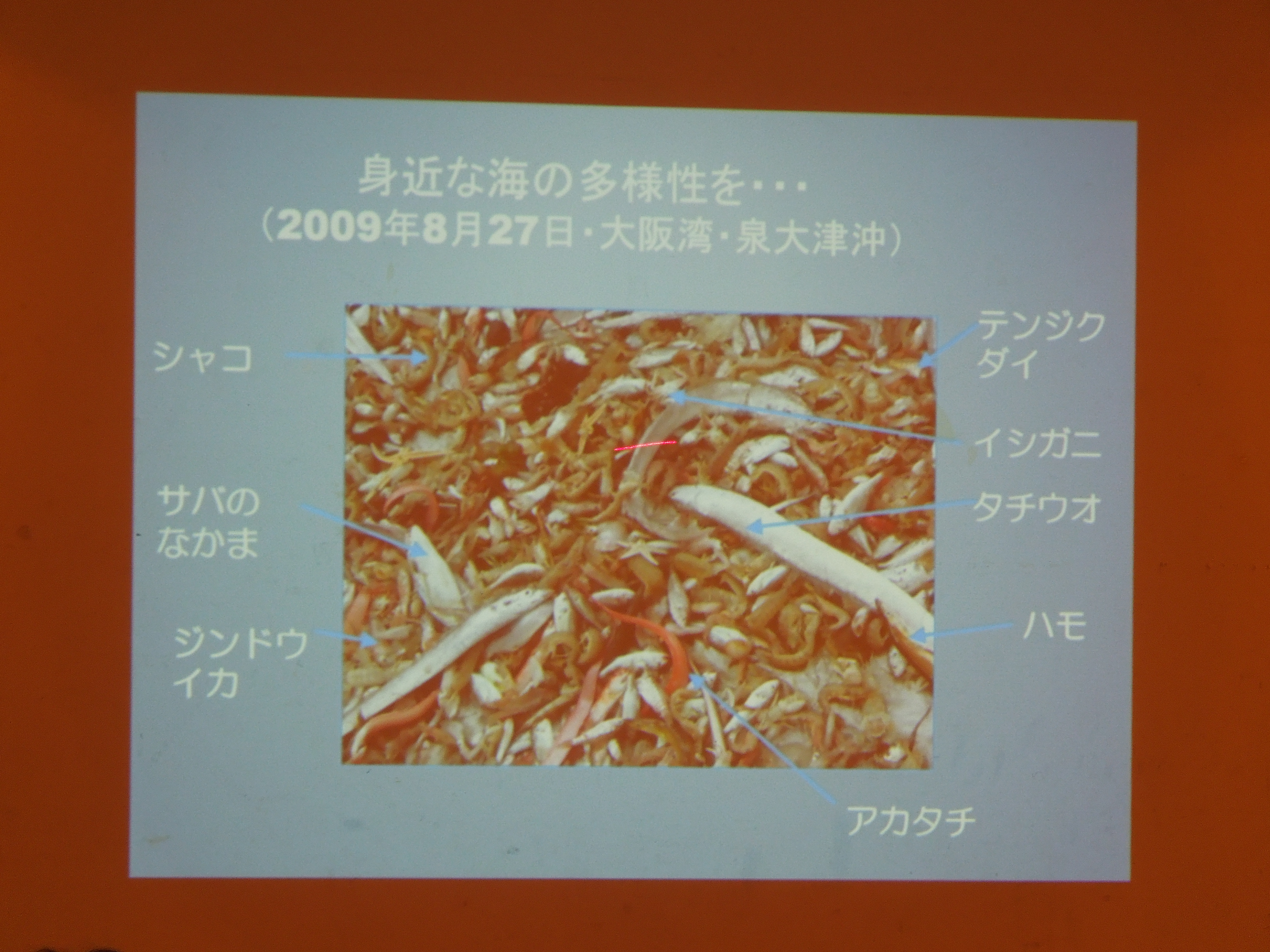 スクリーンに映し出された魚の画像 スクリーンに映し出された魚の画像