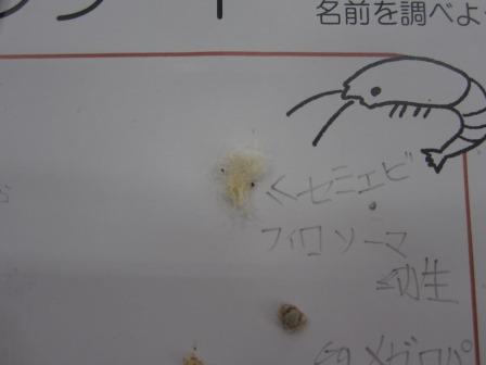 見つけたチリモン