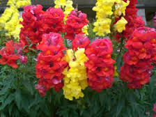 antirrhinum_majus.jpg
