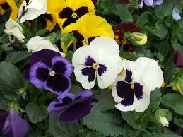 pansy.jpg
