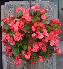 begonia.jpg