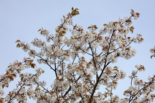 和大の桜